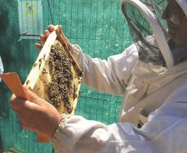 Bees on Allotments