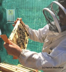 Bees on Allotments Bees on Allotments