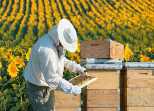 Beekeeping Classes