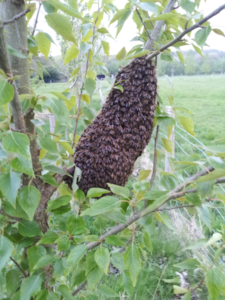 Honeybee