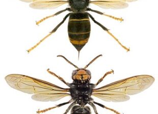 Asian Hornet