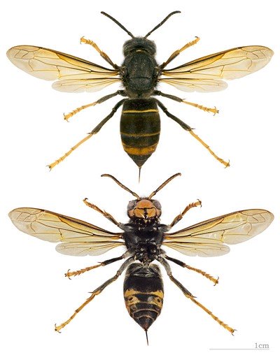 Asian Hornet