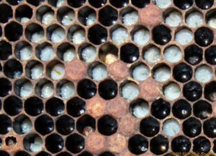 European Foulbrood