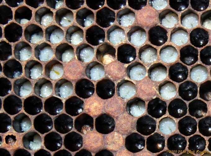 European Foulbrood