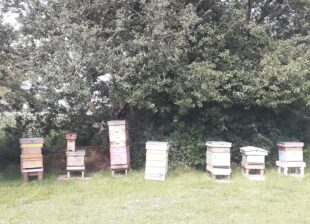 Beekeeping Tasks By Month, by Peter Church, with images from Mike Cotton