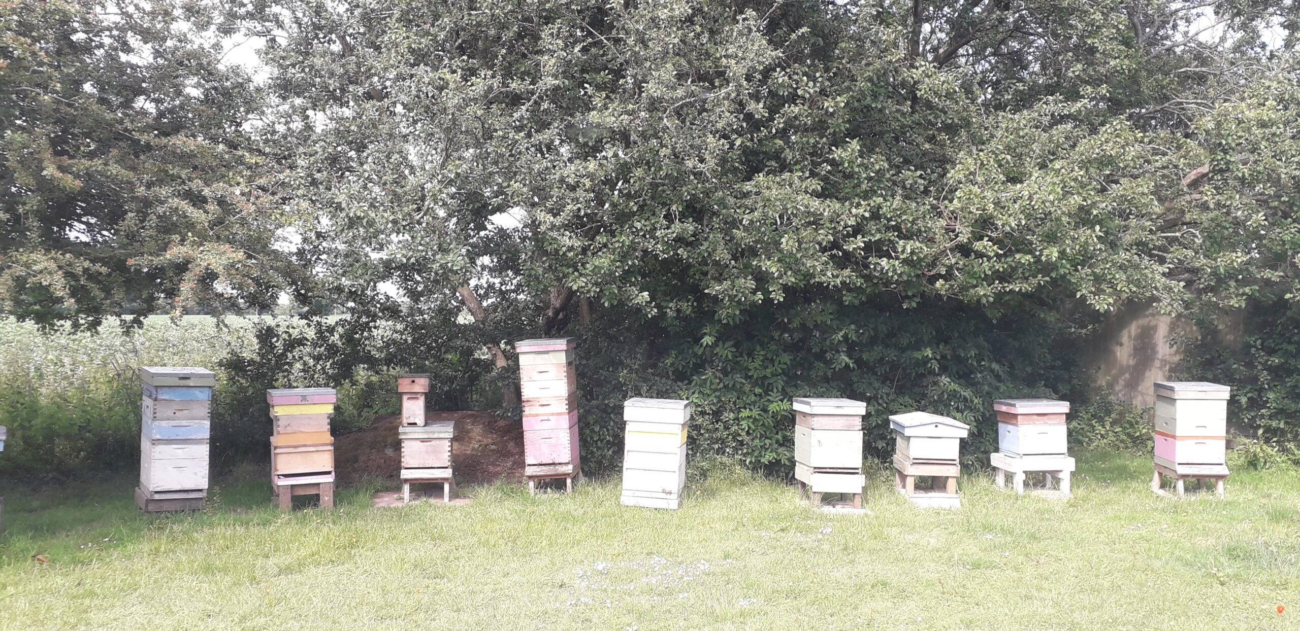 Beekeeping Tasks By Month, by Peter Church, with images from Mike Cotton