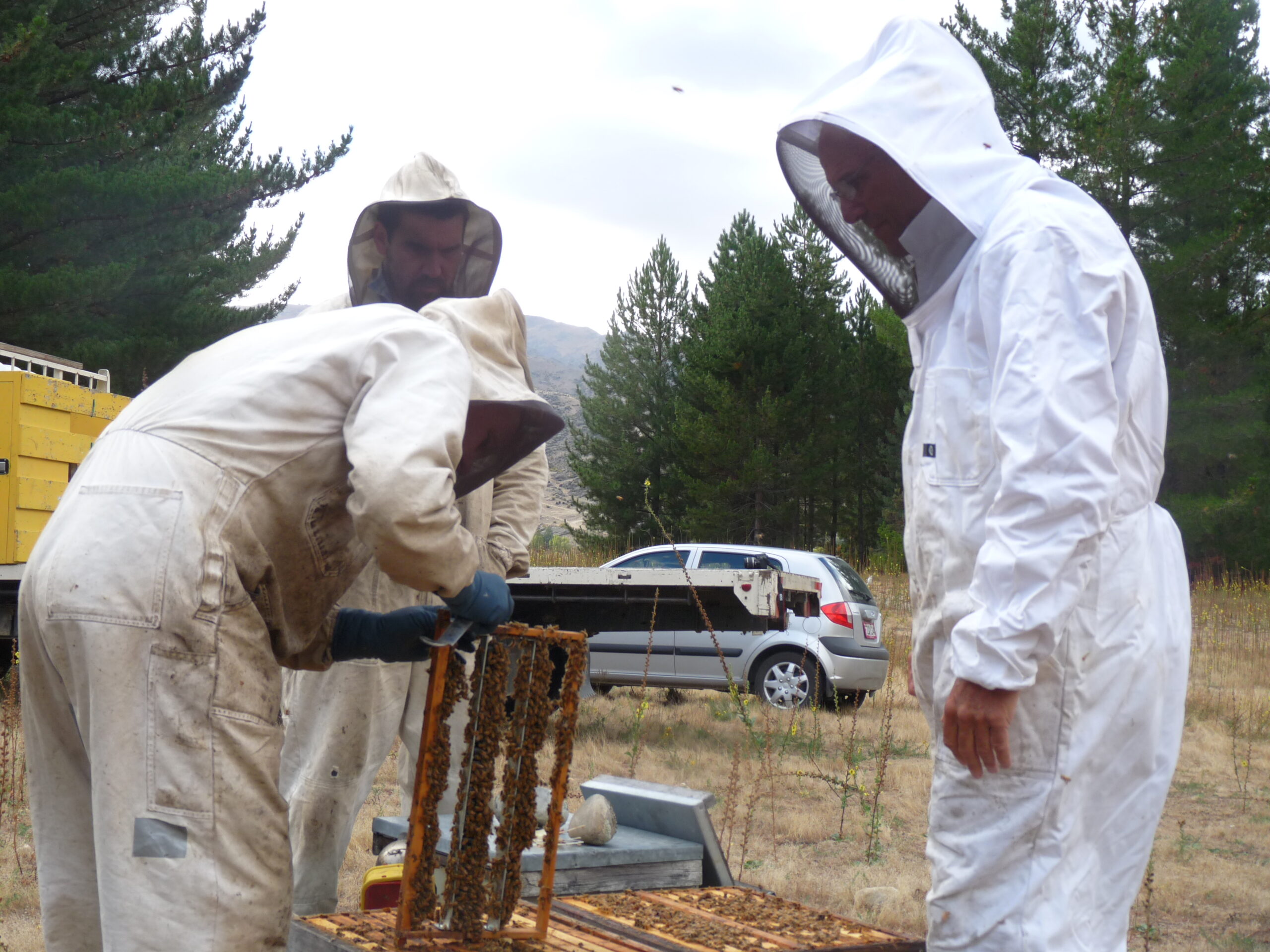 The Next Step in Beekeeping, especially for new, inexperienced beekeepers