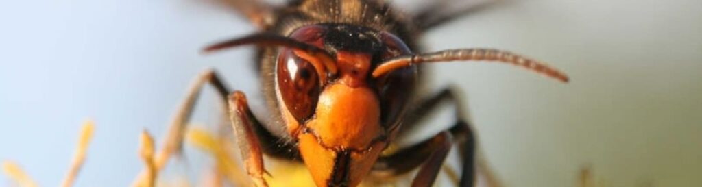 Please act now to eliminate Asian Hornets