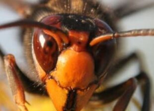 Please act now to eliminate Asian Hornets