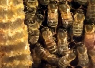 Observation Hive at Cumberland House Natural History Museum