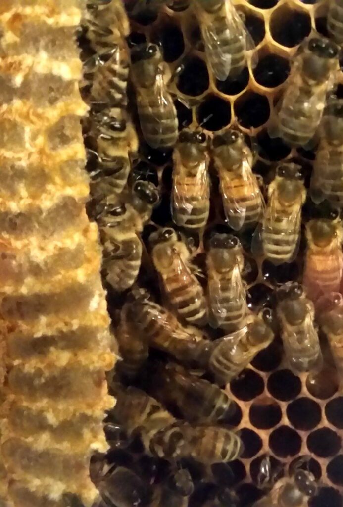 Observation Hive at Cumberland House Natural History Museum