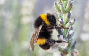 Bumblebee-Portsmouth-Beekeeping-Association